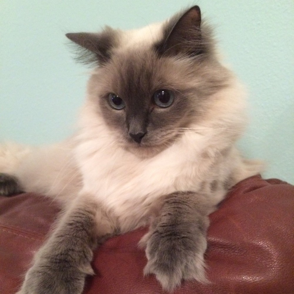 Meet your Posher, Linda